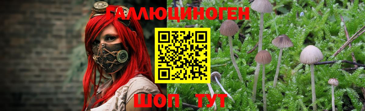 Муравленко  Псилоцибиновые грибы Psilocybine cubensis  Вход с VPN  дарнет шоп  Галлюциногенные грибы Psilocybe 